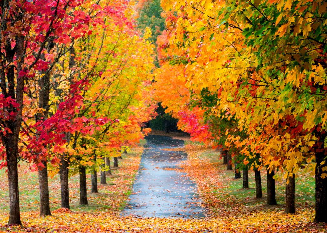 Fall trees with yellow, red, and orange leaves line a wet road