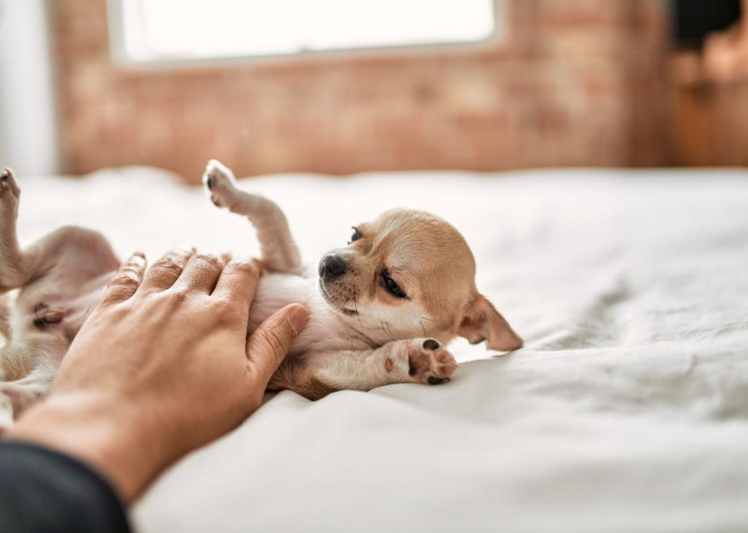 Small chihuahua puppy on a bed getting belly rubs