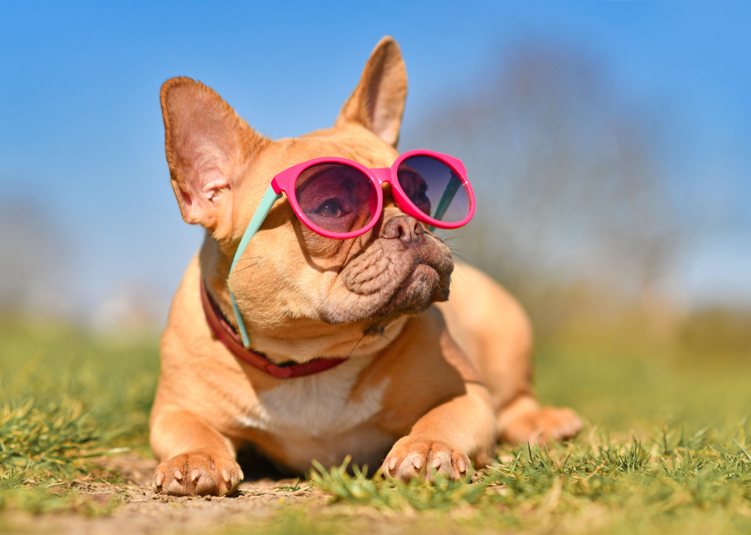French bulldog wearing pink and green sunglasses while outdoors.