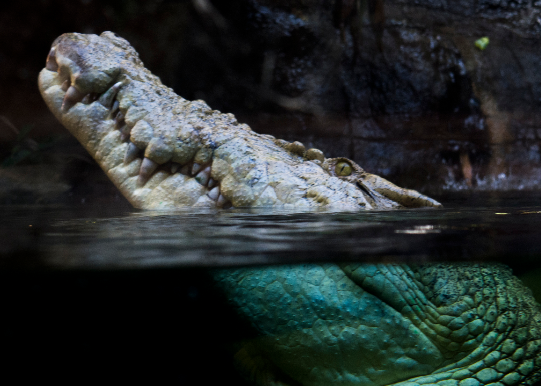 Saltwater crocodile in water.