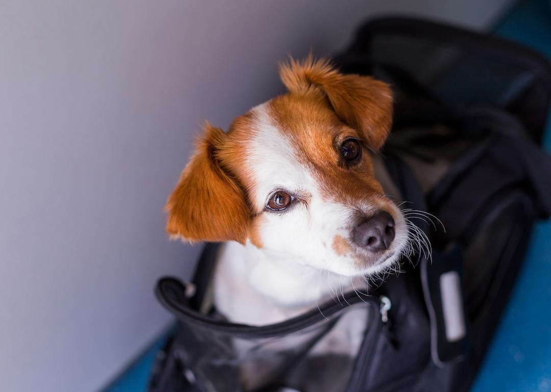 A small brown and white dog in a carrier ready for travel.