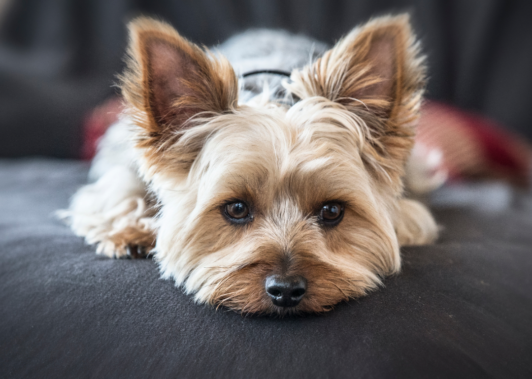 Yorkshire terrier on a couch.