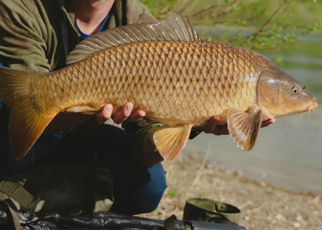 Angler holding a big common carp.