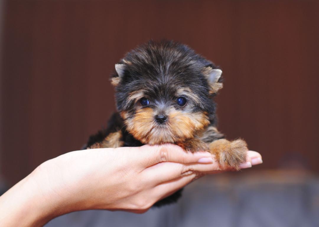 Teacup Yorkshire terrier puppy fits in pet parent's hand.