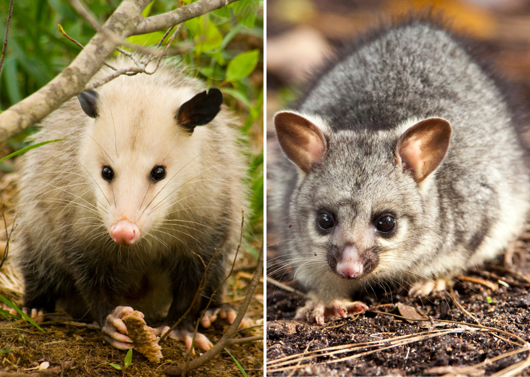 An opossums, native to North America (left); and a possum, native to Australia (right).