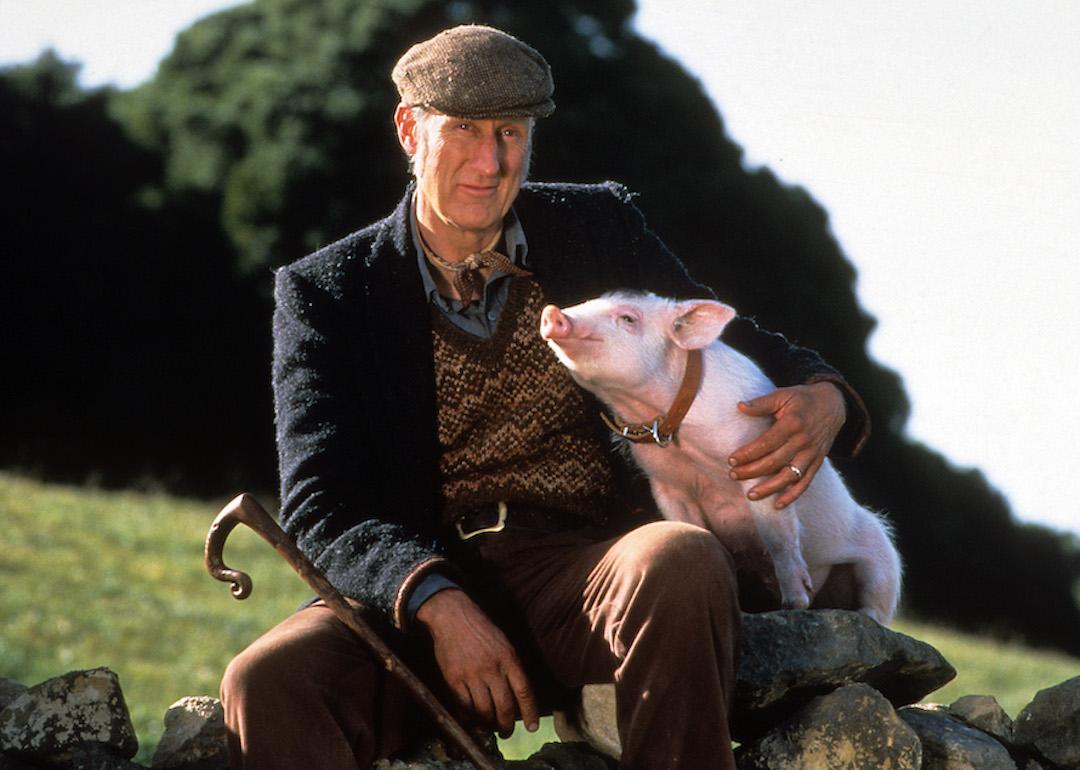 Actor James Cromwell with Babe in a scene from the 1995 film 'Babe.'