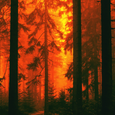 A forest fire