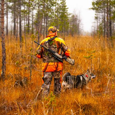 A hunter and their elkhound walk through the woods.