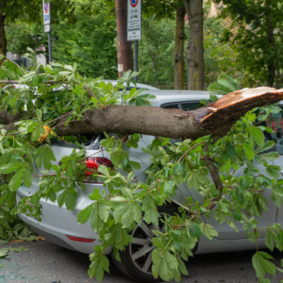 A severed tree branch fallen on a silver sedan causing damage