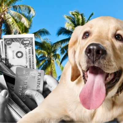 A photo illustration of a yellow lab, hands pulling cash and a credit card out of a wallet, and palm trees and a blue sky in the background. 