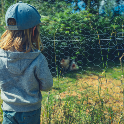 Young child wearing a hooded sweatshirt and backwards cap is standing by a wired enclosure on a farm looking at chickens