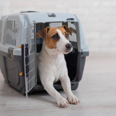 A Jack Russel Terrier waits at the airport in a grey and black carrier.