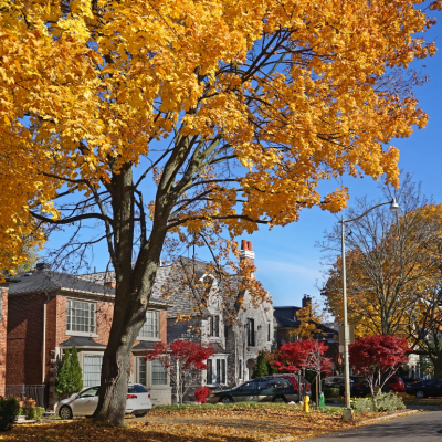 Street in a suburban neighborhood with fall foliage