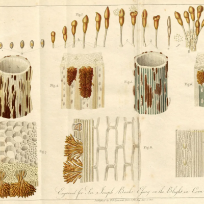 An 1805 botanical illustration from London that depicts corn blight.
