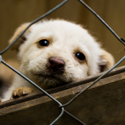 A small puppy looks out through a chain link fence.