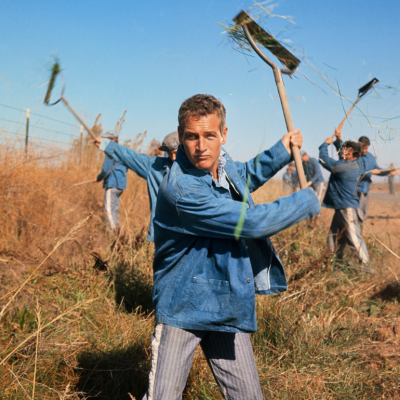 Paul Newman standing in a field, rake in hand, in a scene from "Cool Hand Luke", 1967.