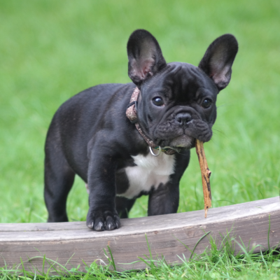 A black French Bulldog standing on grass and chewing on a stick