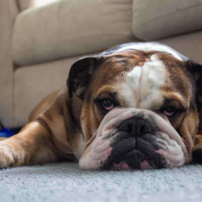 Aging bulldog lying on the rug next to a sofa
