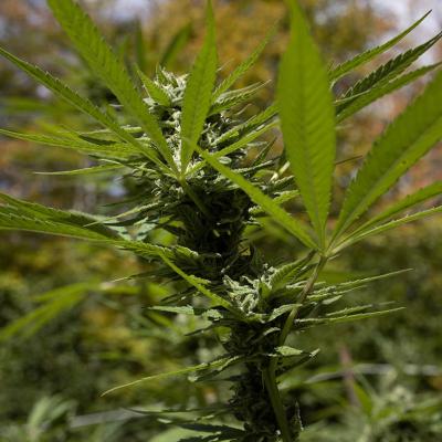 a legally grown cannabis plant in rural New York