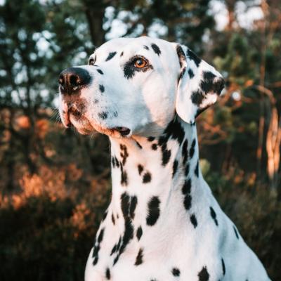 A Dalmatian dog standing in front of trees at sunset.
