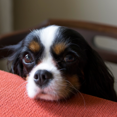A cavalier begging for food at the dining table.