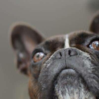 Closeup of French bulldog photographed from below.