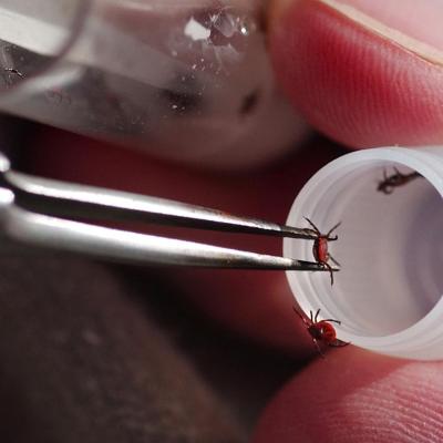 researchers drop ticks into vials for a count of female (transmits lyme disease) in Oregon