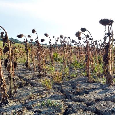 Sunflowers dried out in a field due to drought.