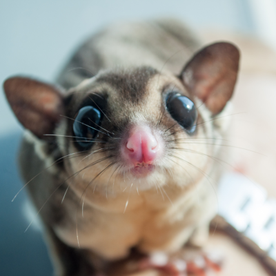 Close-up shot of a sugar glider sitting on a person's arm 