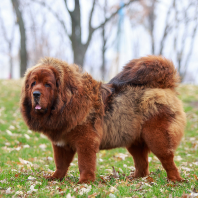 Tibetan mastiff dog standing in the grass.