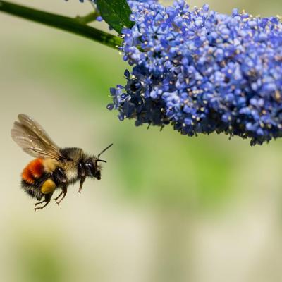 A Black-tailed Bumblebee flying to blue Ceanothus flowers (Bombus melanopygus).