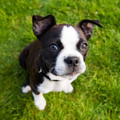 A puppy in the grass looking up at the camera.