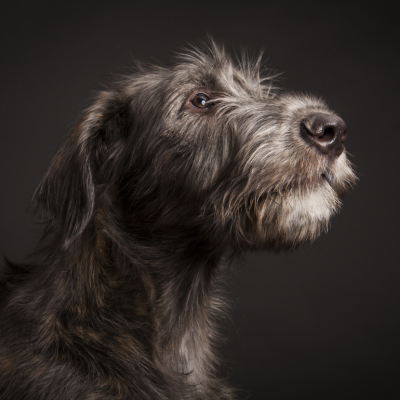 Profile of an Irish Wolfhound against a black background
