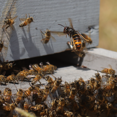 Asian hornet invading a honeybee hive.