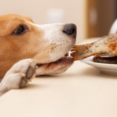A beagle trying to steal a fried whole fish from a dining table