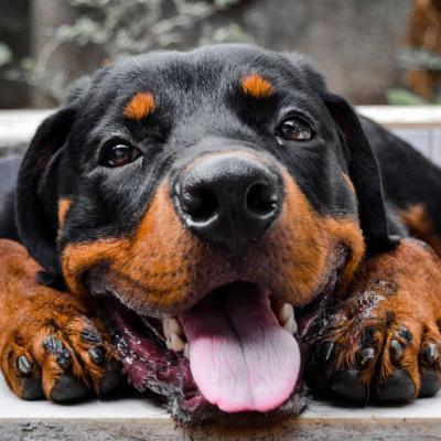 Rottweiler dog with its tongue hanging out.