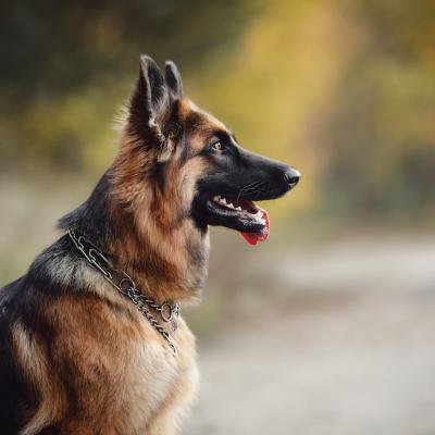 A long-haired female german shepherd dog sitting on the road with its tongue out.