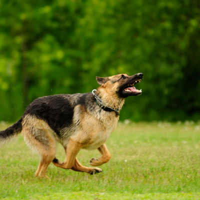 German Shepherd dog running in a grassy field