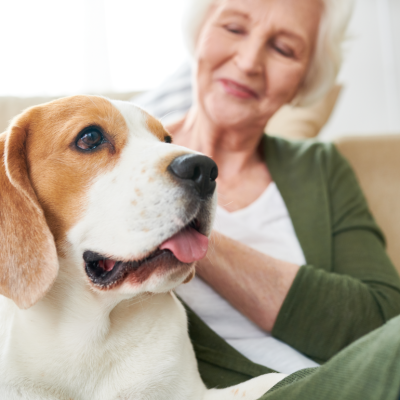 Senior person petting their beagle dog.