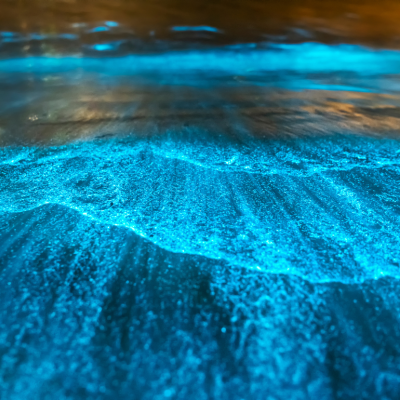 Bioluminescence making waves glow at the shoreline at night