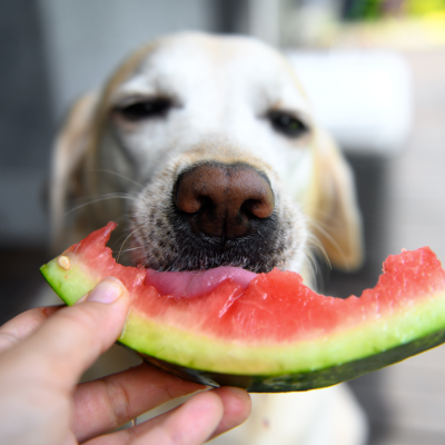 A Labrador Retriever eating a watermelon