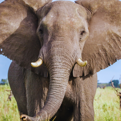 Closeup of elephant in the wild.