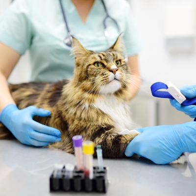 Two veterinary professionals take a blood sample from a Maine Coon cat at a clinic.