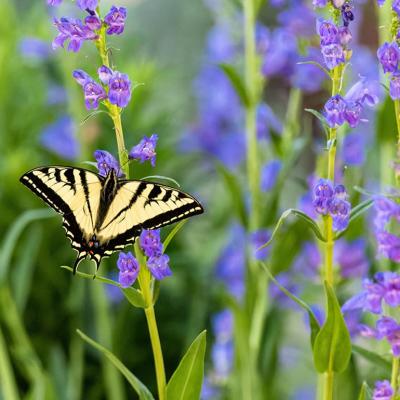 A pale yellow and black Swallowtail butterfly pollinating in a garden full of purple Rocky Mountain Penstemon flowers.