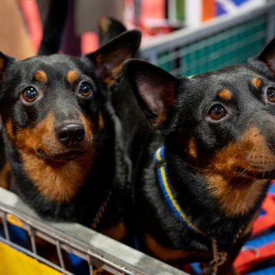 Two Lancashire Heelers attend the Crufts Dog Show 2023.