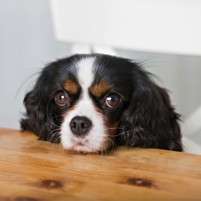 A dog begging for food at the kitchen table.