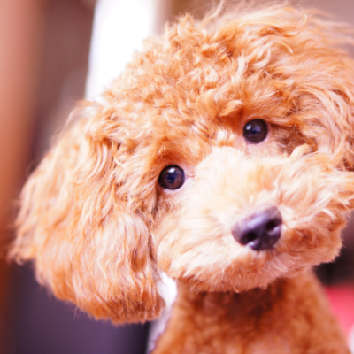 Portrait of a miniature poodle.