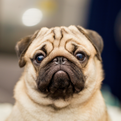 A pug dog looks directly at the camera.