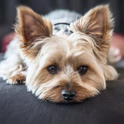 Close-up of a small Yorkshire terrier laying down.