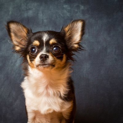 Tri-color chihuahua poses for a portrait on a blue-gray background.